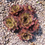 Sempervivum regenbogen Rojnik