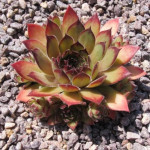 Sempervivum regenbogen Rojnik