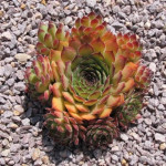 Sempervivum regenbogen Rojnik