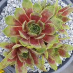 Sempervivum Red West Rojnik