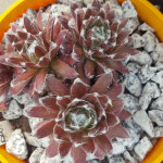 Sempervivum Red Spiderman...