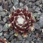 Sempervivum Red Sox Rojnik