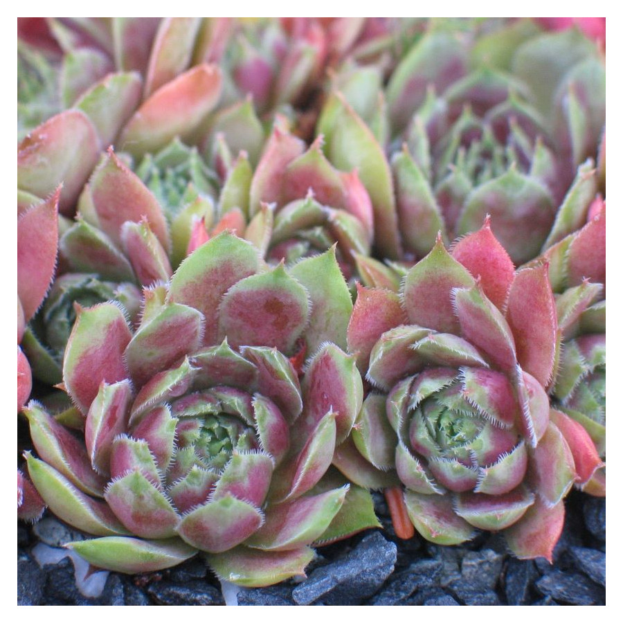 Sempervivum Red Indian Rojnik