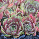 Sempervivum Red Indian Rojnik