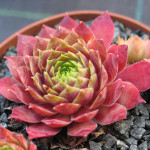 Sempervivum Red Glean Rojnik