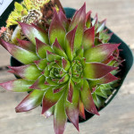 Sempervivum Red Ghost Rojnik