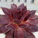 Sempervivum Red Ghost Rojnik