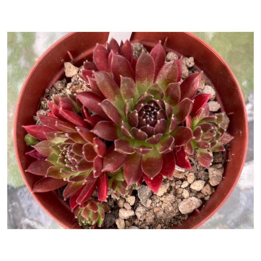 Sempervivum Red Ghost Rojnik