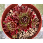 Sempervivum Red Ghost Rojnik