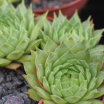 Sempervivum Red Flush Rojnik