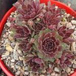 Sempervivum Red Elf Rojnik