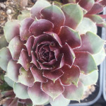 Sempervivum Red Elf Rojnik