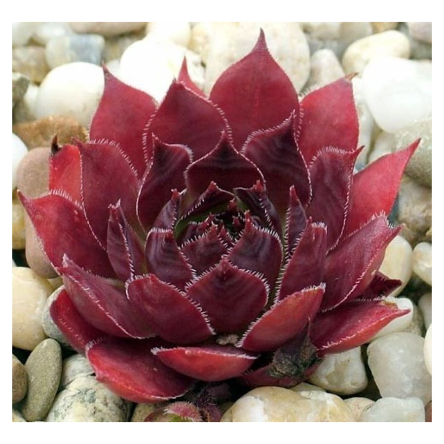 Sempervivum Red Devil Rojnik