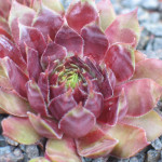 Sempervivum Red Devil Rojnik