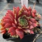 Sempervivum Red Chief Rojnik