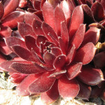 Sempervivum Red Chief Rojnik