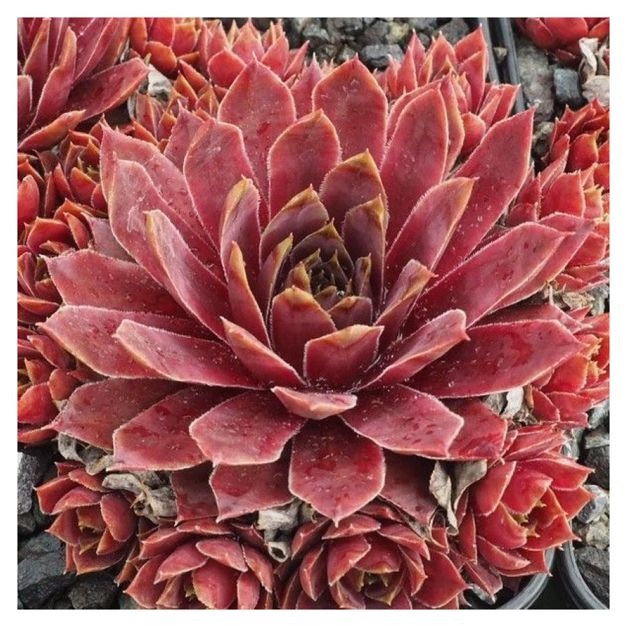 Sempervivum Red Chief Rojnik