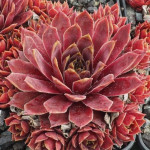 Sempervivum Red Chief Rojnik