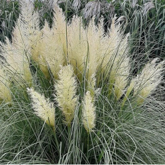 Cortaderia selloana Pumila Trawa pampasowa-Rośliny od Ogrodnika Szkółka Barcikowscy