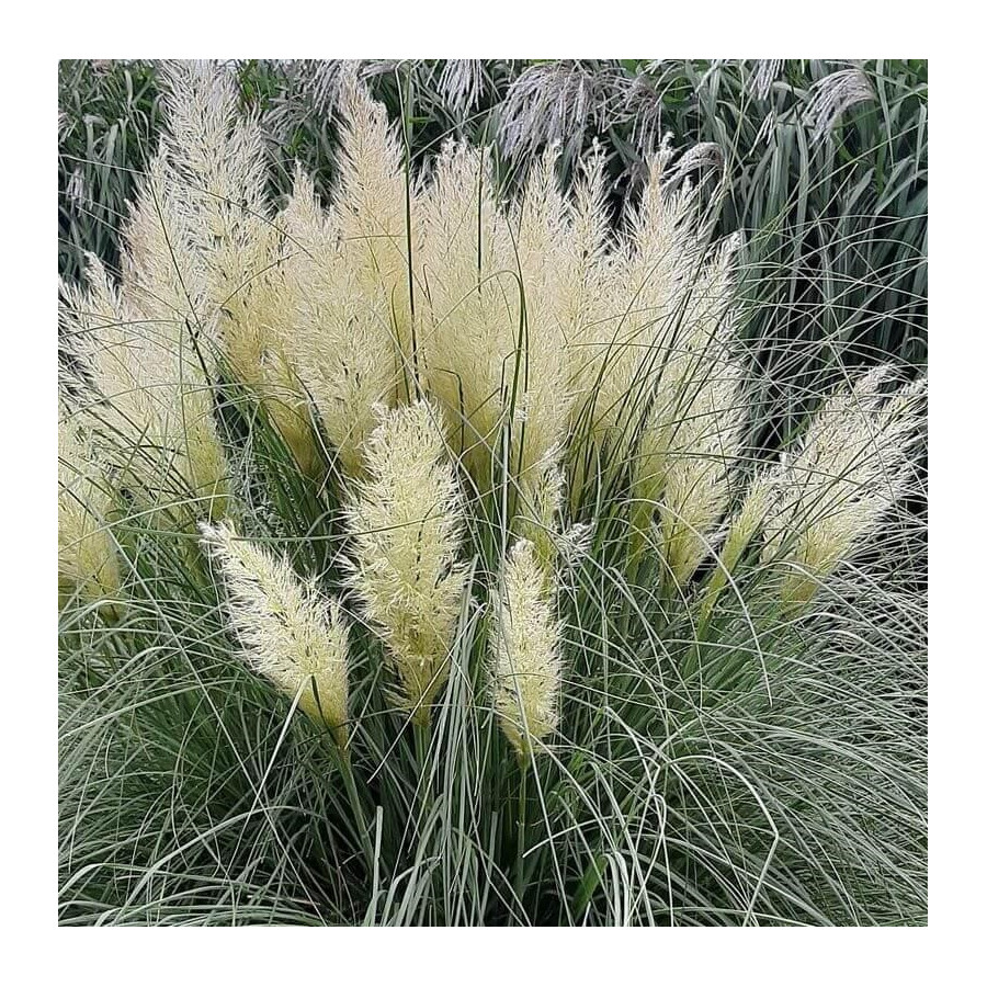 Cortaderia selloana Pumila Trawa pampasowa-Rośliny od Ogrodnika Szkółka Barcikowscy