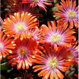 Delosperma Sundella Flame...