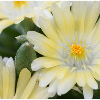 Delosperma Sundella Lime...