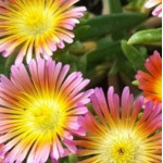 Delosperma x hybrida Wheels Of Wonder Salmon Pink Słonecznica