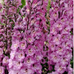 Delphinium Pacific Giants Astolat Ostróżka
