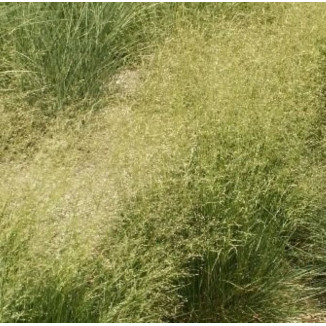 Deschampsia caespitosa Tardiflora Śmiałek darniowy