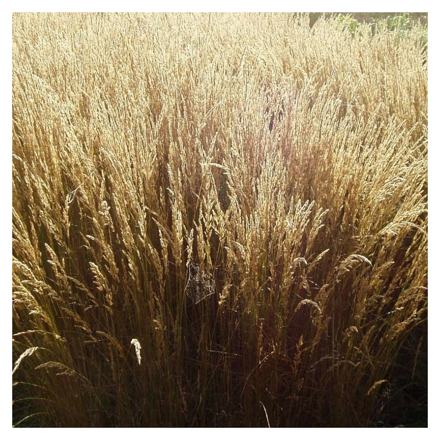 Deschampsia cespitosa Bronzeschleier Śmiałek darniowy - Rośliny od Ogrodnika Szkółka Barcikowscy