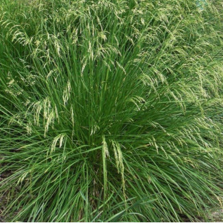 Deschampsia cespitosa Goldtau Śmiałek darniowy