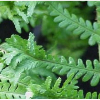 Dryopteris affinis Polydactyla Dads Narecznica mocna