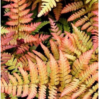 Dryopteris erythrosowa