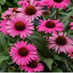 Echinacea Dark Pink Pearl...
