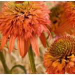Echinacea irresistible