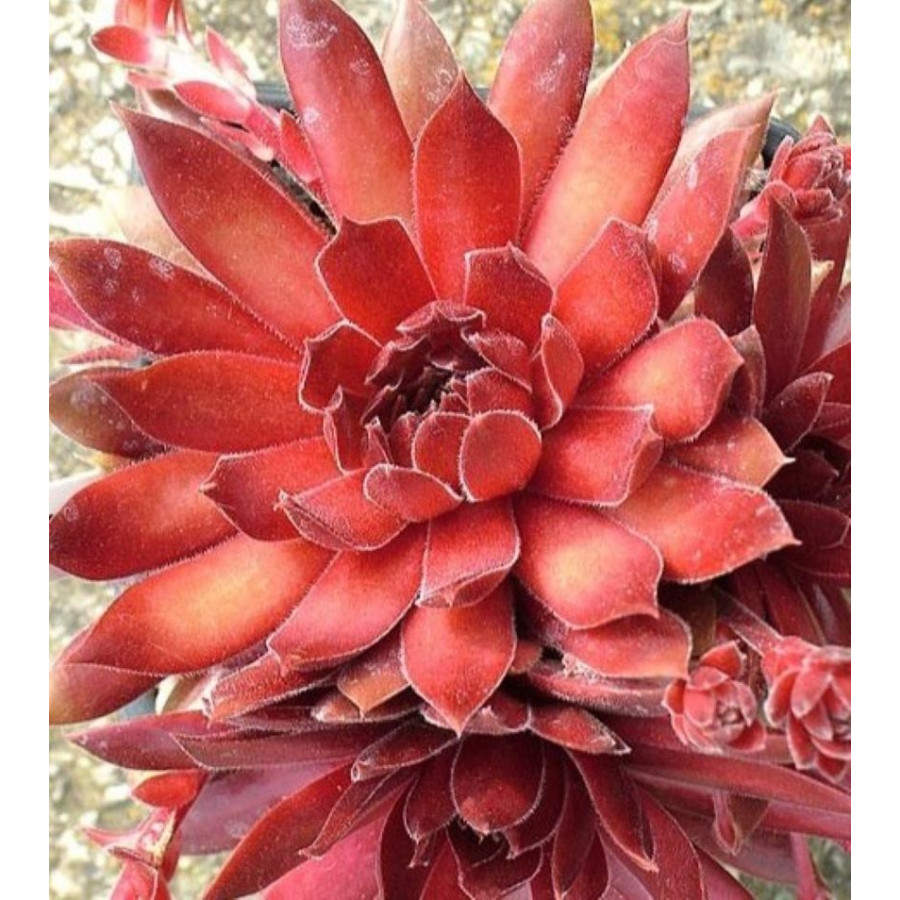 Sempervivum Red Beam Rojnik