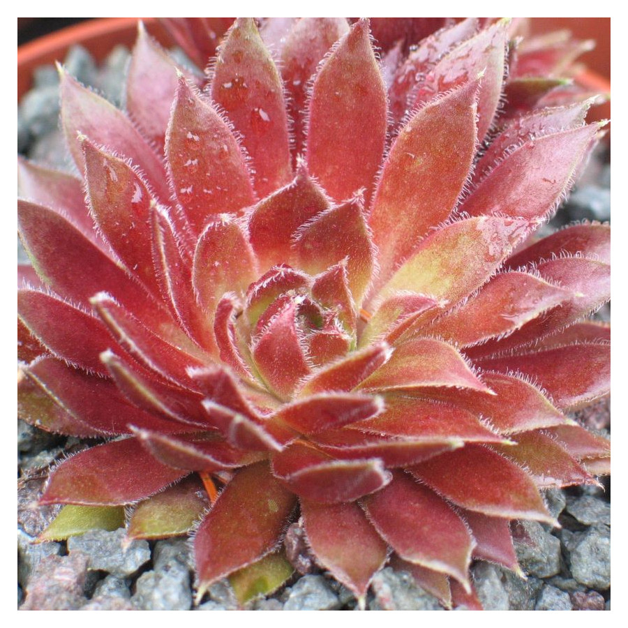 Sempervivum Red Ace Rojnik