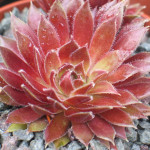 Sempervivum Red Ace Rojnik