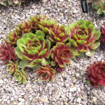 Sempervivum Rectonii Rojnik