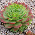 Sempervivum Rectonii Rojnik