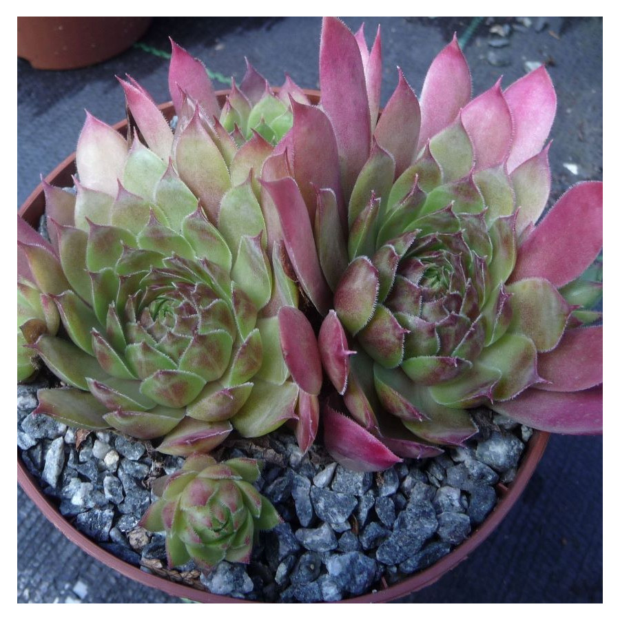 Sempervivum Rectonii Rojnik