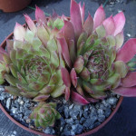 Sempervivum Rectonii Rojnik