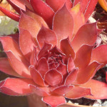 Sempervivum Rebell Rojnik