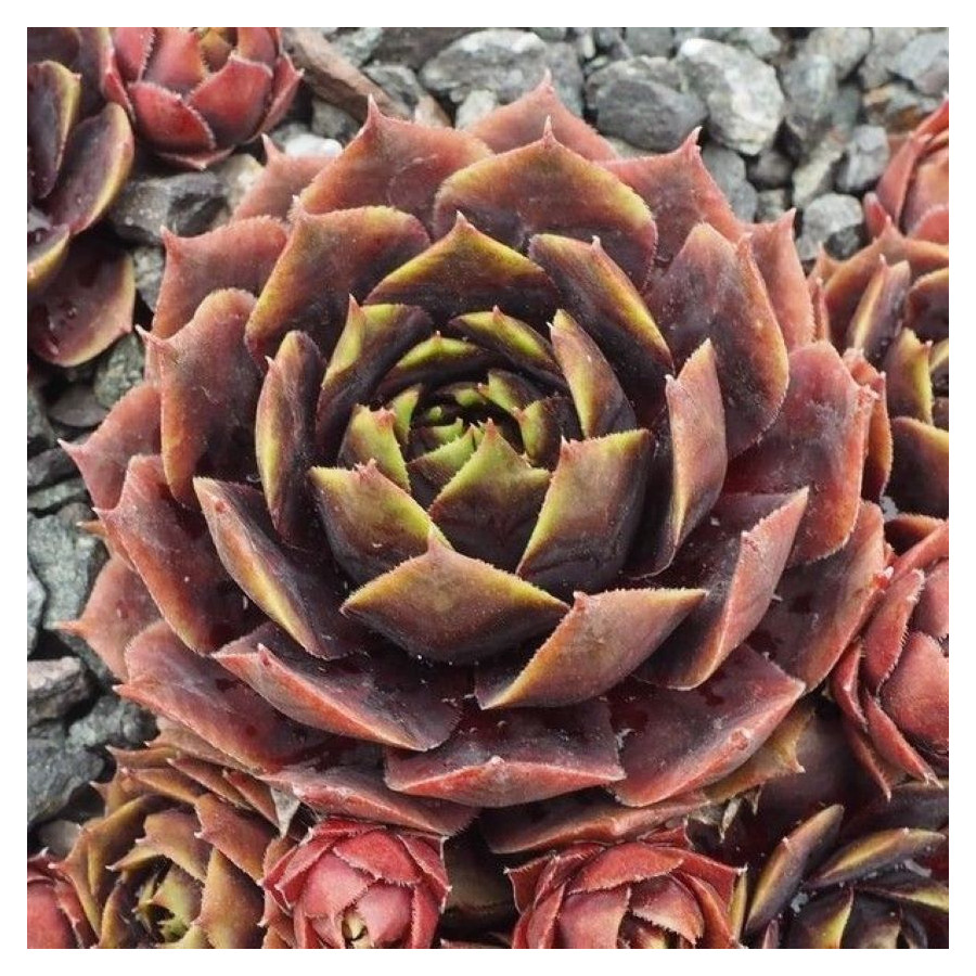 Sempervivum Raven Heart Rojnik