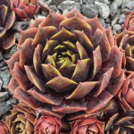 Sempervivum Raven Heart Rojnik