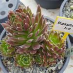 Sempervivum Raspberry Ice...