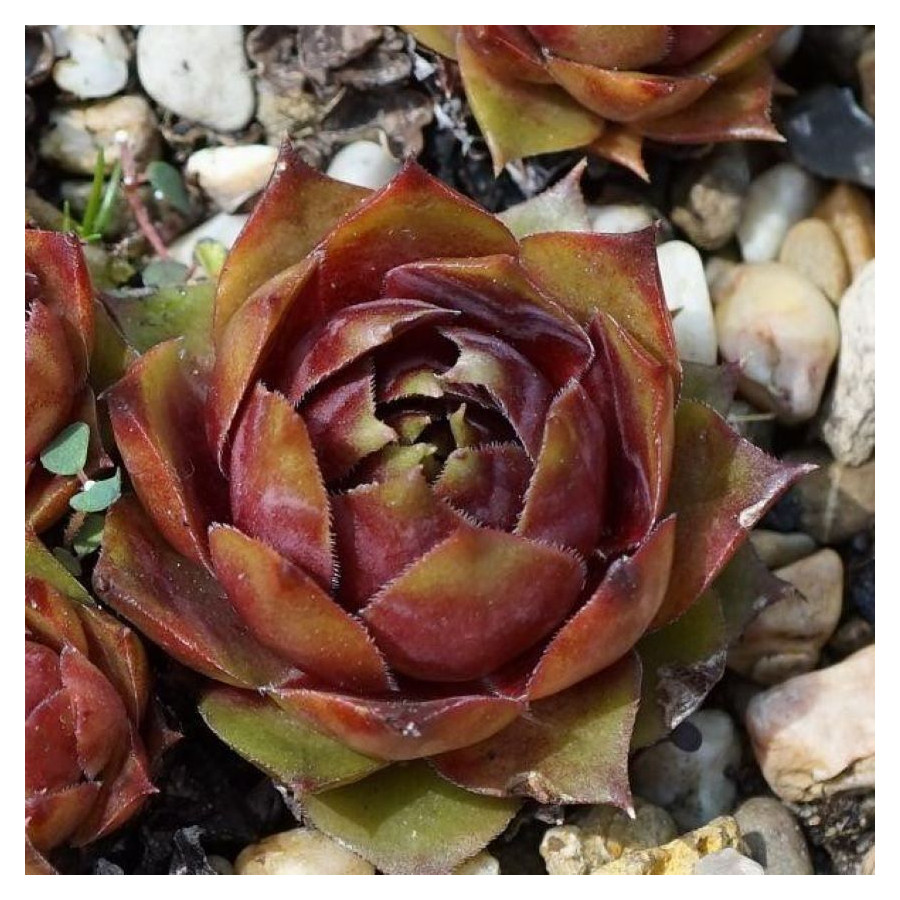 Sempervivum Rachel Rojnik