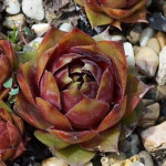 Sempervivum Rachel Rojnik