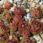 Sempervivum Rachel Rojnik