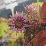 Sempervivum Racey Rojnik